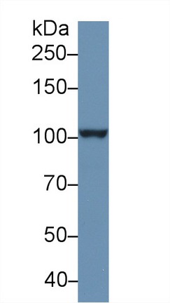 9168