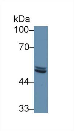 12748