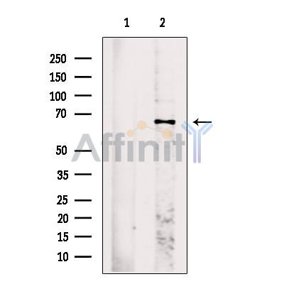 Валидация Affinity DF13424 - 8731
