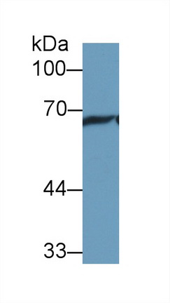 9683