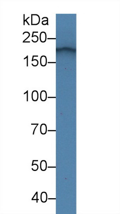 10080