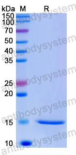 Валидация SDS-PAGE - AntibodySystem RHE70202