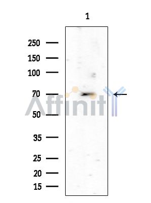 Валидация Affinity DF9230 - 21643