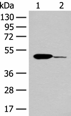 Валидация Elabscience E-AB-19833