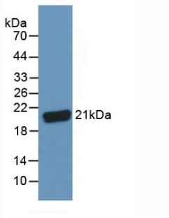 3906