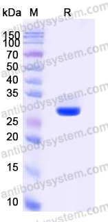EHD60701, SDS-PAGE