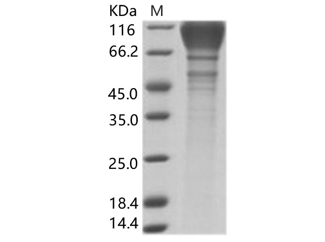 Валидация Elabscience PKSV030183(5960)