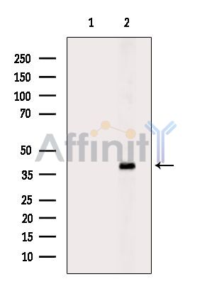 Валидация Affinity DF14048 - 9825