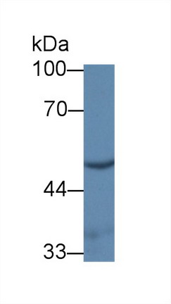 8751