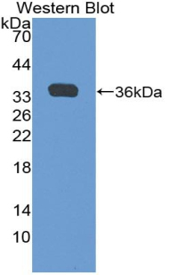 55596
