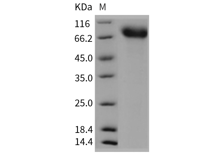 Валидация Elabscience PKSM040355(4359)