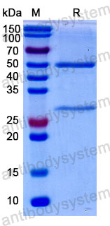 Валидация SDS-PAGE - AntibodySystem FMB95810