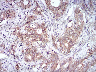 Валидация AntibodySystem RHD17405 (1386)