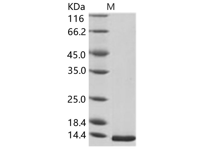 Валидация Elabscience PKSV030259(6025)
