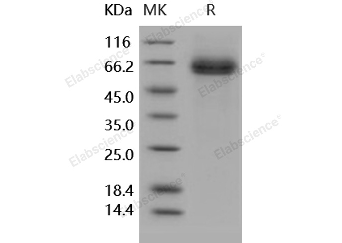 Валидация Elabscience PKSH031805(2438)