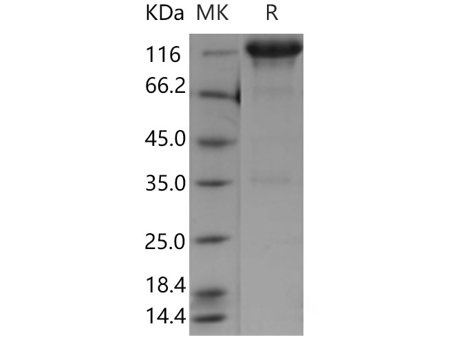 Валидация Elabscience PKSM040366(4368)