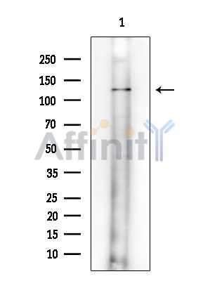 Валидация Affinity DF15829 - 12332