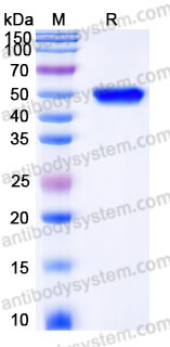 EHC25301, SDS-PAGE