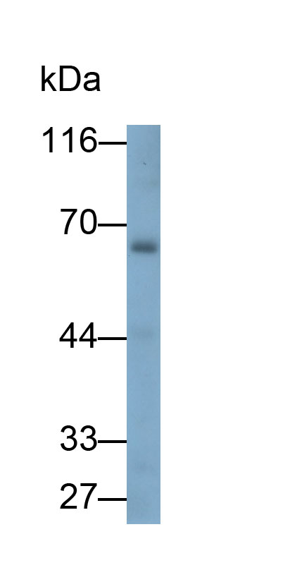 33258