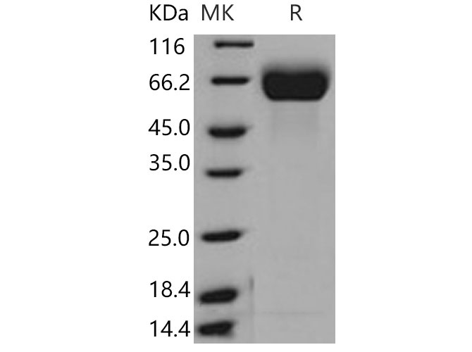 Валидация Elabscience PKSM040821(4785)