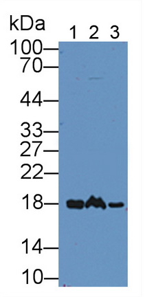 11907