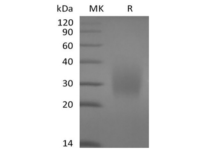 Валидация Elabscience PKSH034012(4243)