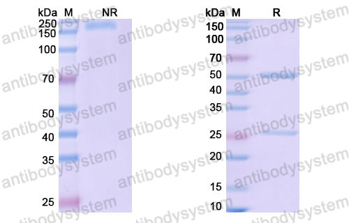 Валидация SDS-PAGE - AntibodySystem FRB96820