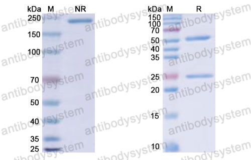 Валидация SDS-PAGE - AntibodySystem DHD27101