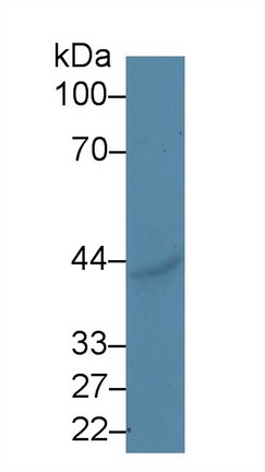 10163