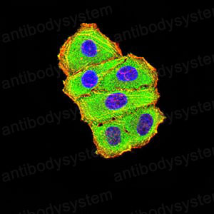 Валидация IF - AntibodySystem RHB89906