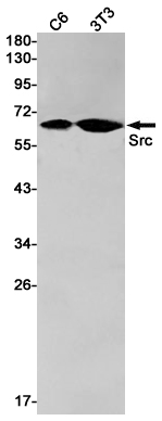 Валидация WB - AssayVector ARM1829 (831)