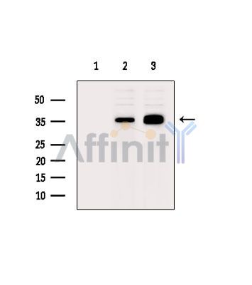 Валидация Affinity DF14628 - 10657