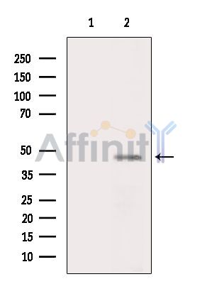 Валидация Affinity AF6859 - 4077