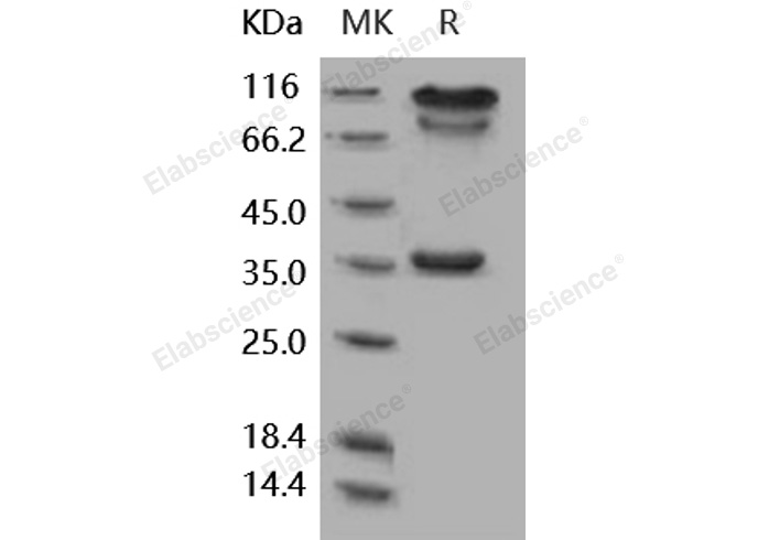 Валидация Elabscience PKSH031902(2519)