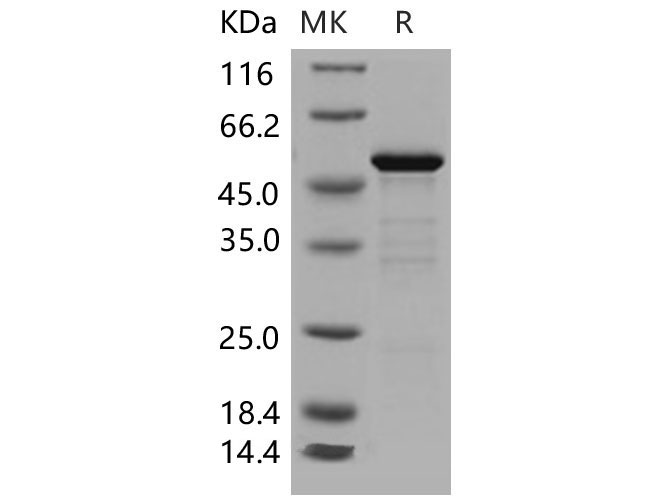 Валидация Elabscience PKSM040545(4535)