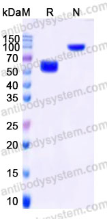 EHA70802, SDS-PAGE