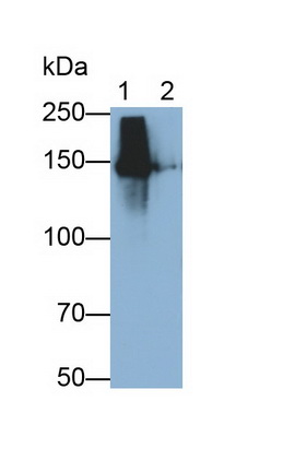 27544