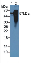 6805