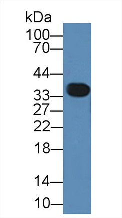 12358