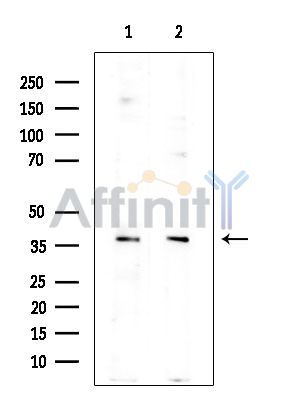 Валидация Affinity DF14591 - 10601