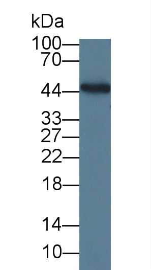 10762