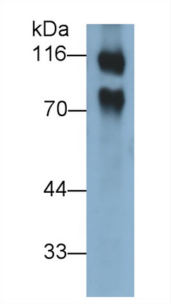 40505