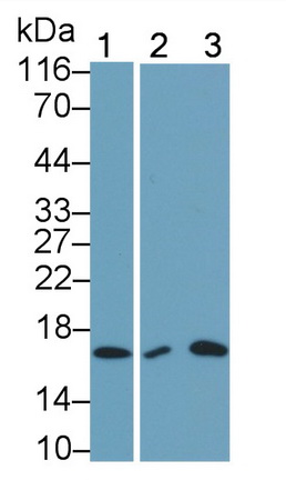 38831