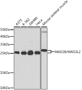 Валидация Elabscience E-AB-68432