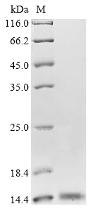 SDS-PAGE