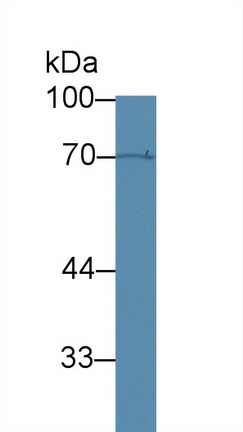 12524