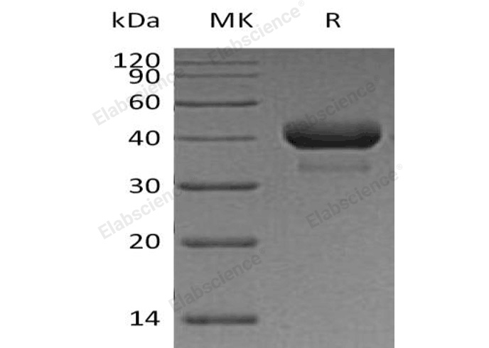 Валидация Elabscience PKSH032179(2704)