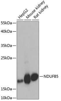 Валидация Elabscience E-AB-62143