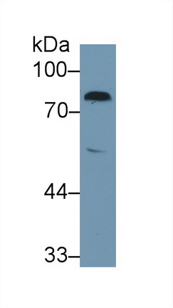 10263