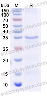 Валидация AntibodySystem YHA19301